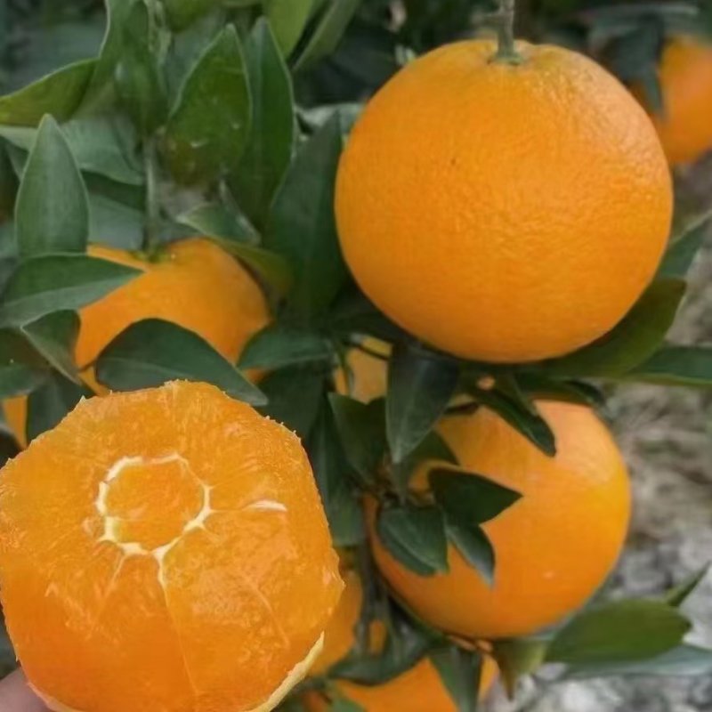 湖北秭归精品夏橙，皮薄化渣，量大从优，可视频看货欢迎来电咨询