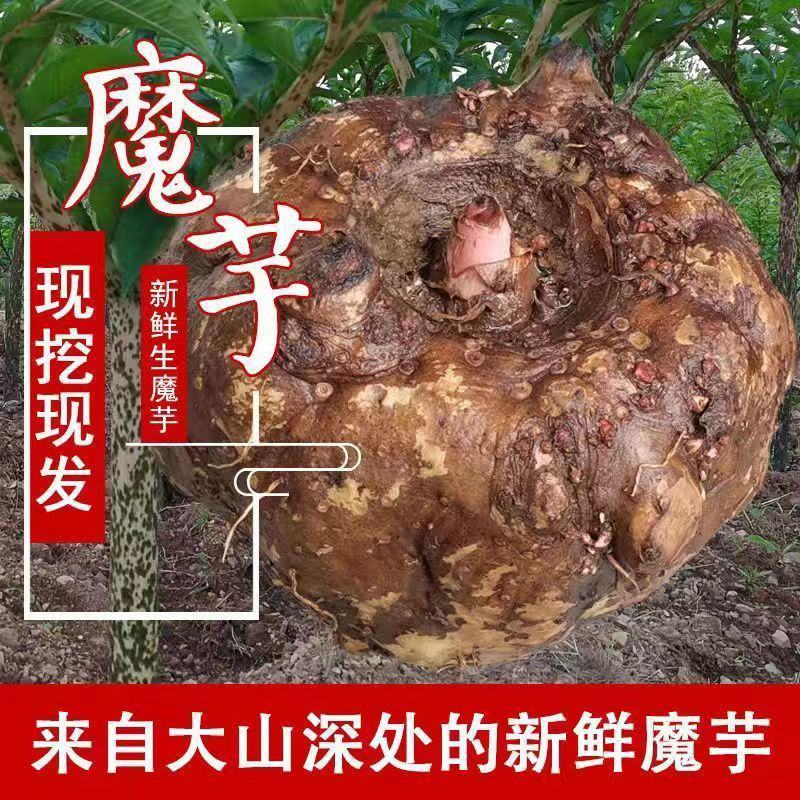 【魔芋】豆腐魔芋原材料新鲜大魔芋现挖现发味道好高山魔芋地