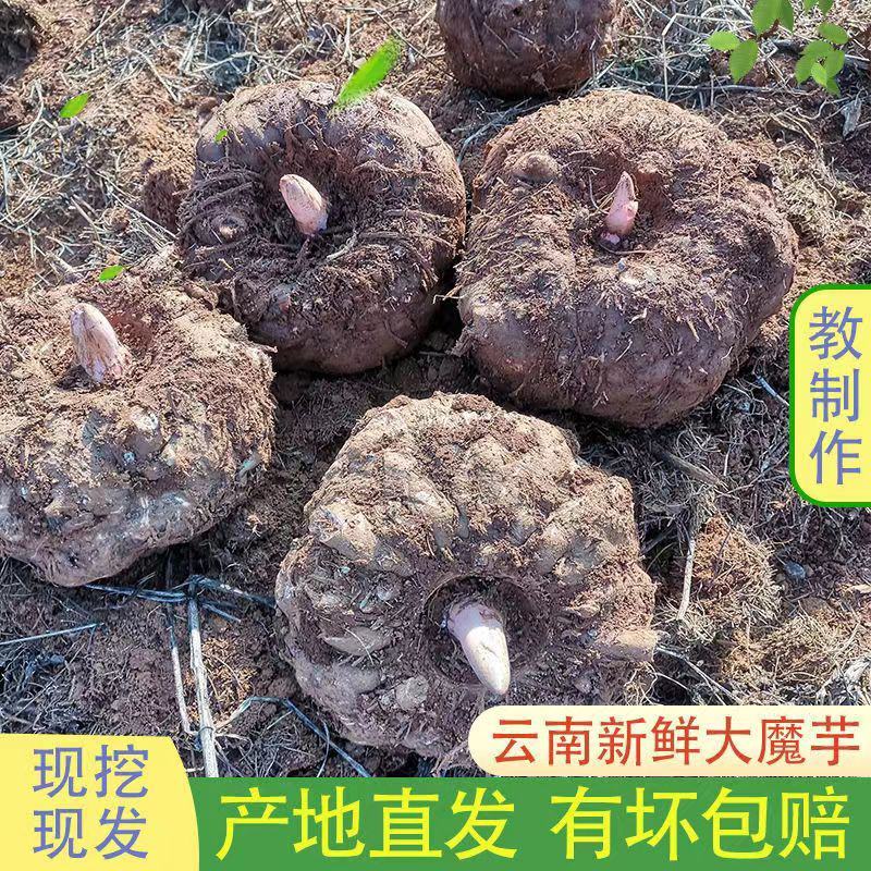 【魔芋】豆腐魔芋原材料新鲜大魔芋现挖现发味道好高山魔芋地