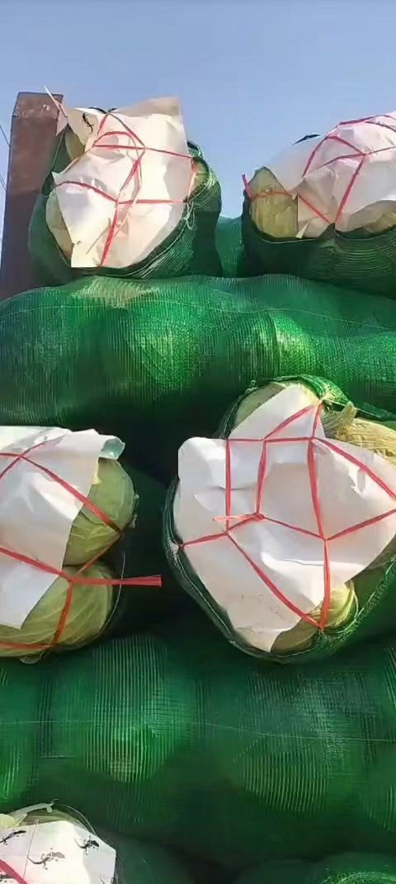 《热卖》精品甘蓝产地直销供应各大市场，欢迎采购
