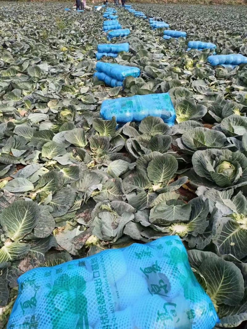 《热卖》精品甘蓝产地直销供应各大市场，欢迎采购