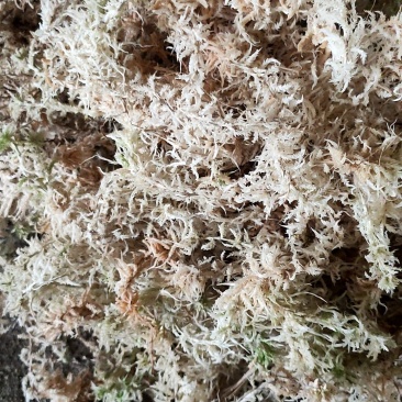 干水苔