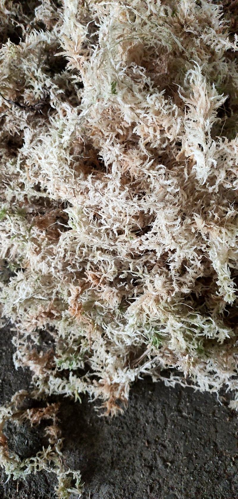 干水苔