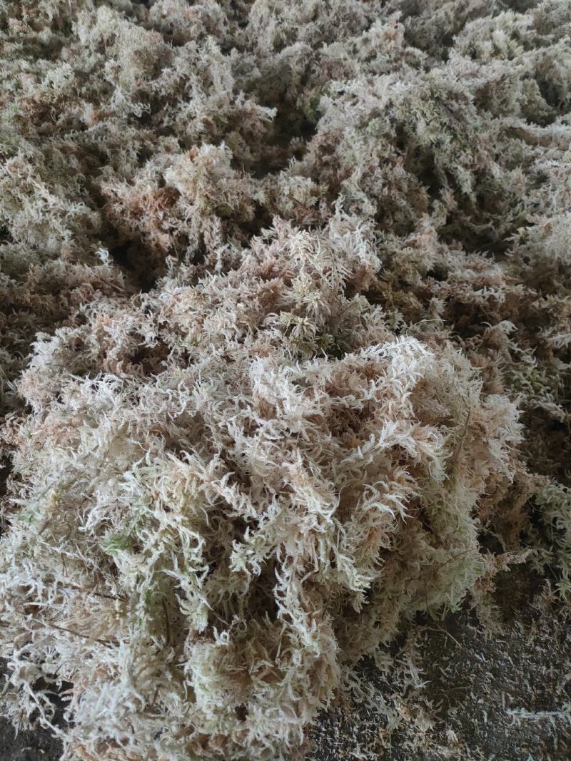 干水苔