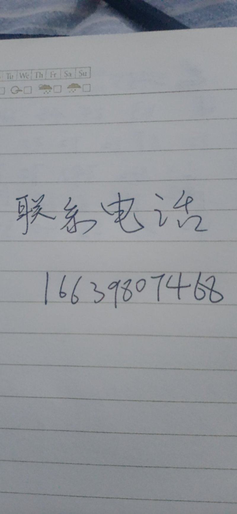 连翘苗5年生大苗直径1公分到5公分都有