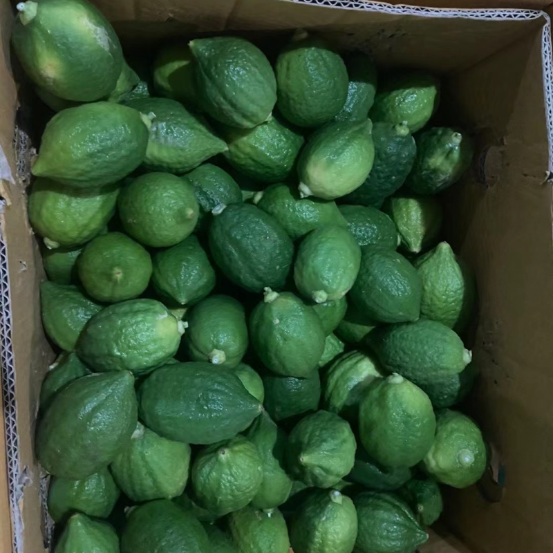 广东惠州香水柠檬