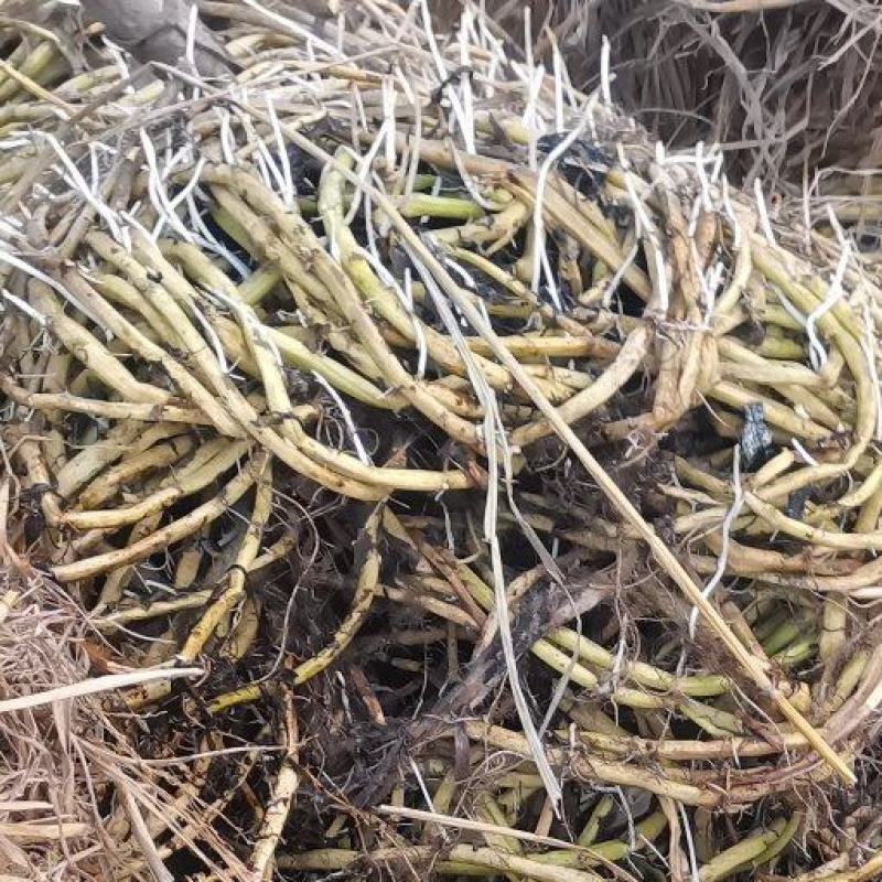 成都空心菜种藤