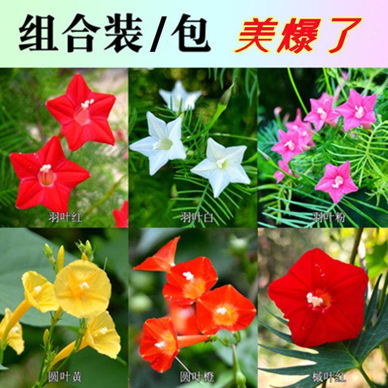 羽叶茑萝种子，庭院爬藤植物五角星花卉四季易种活开花花批发