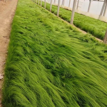 【牛商推荐】墨西哥羽毛草细颈针芒保质保量