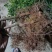 新品种玫瑰血橙树苗嫁接血橙树苗地栽盆栽当年结果南北方种植