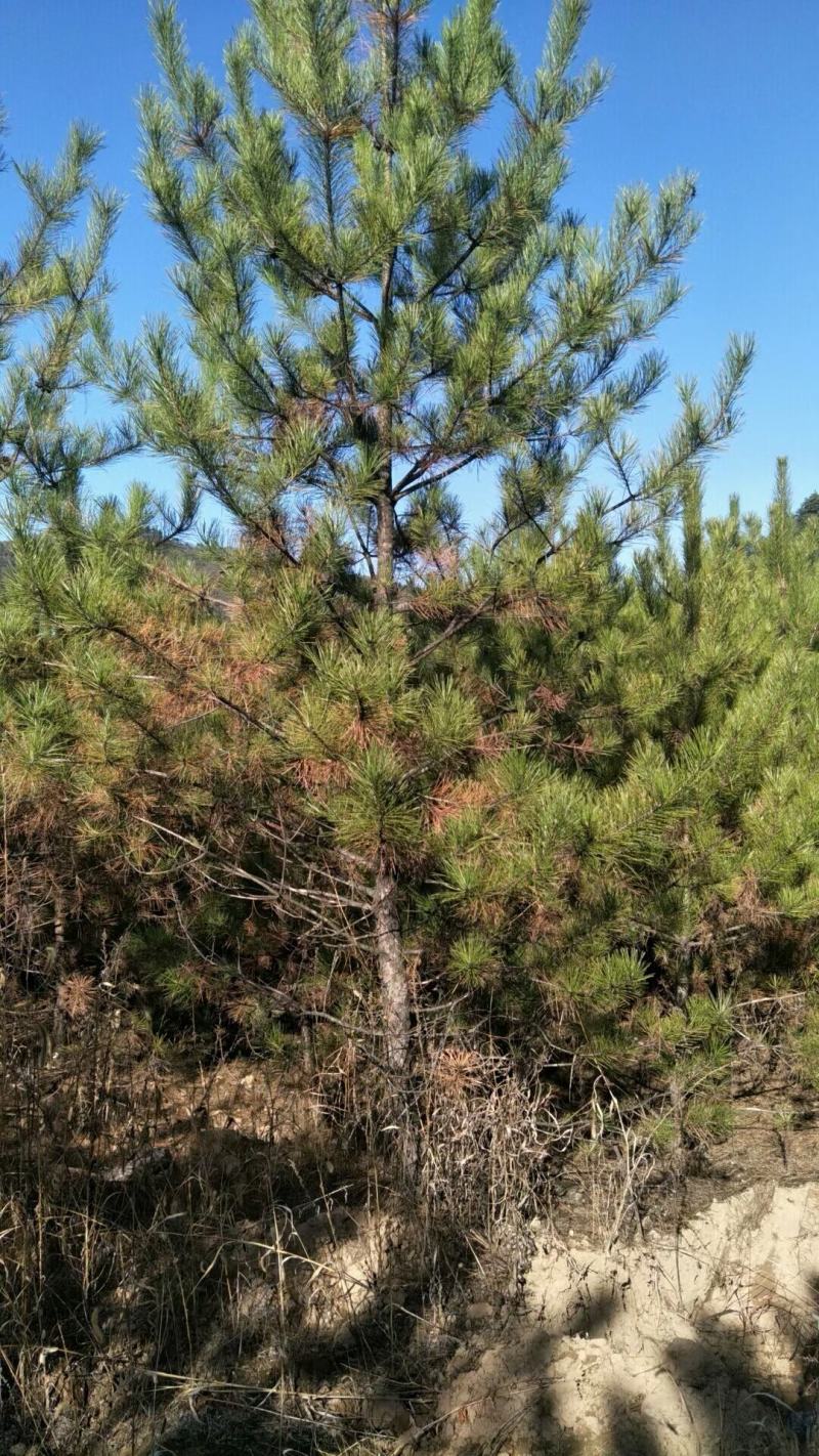 6～6.5米油松