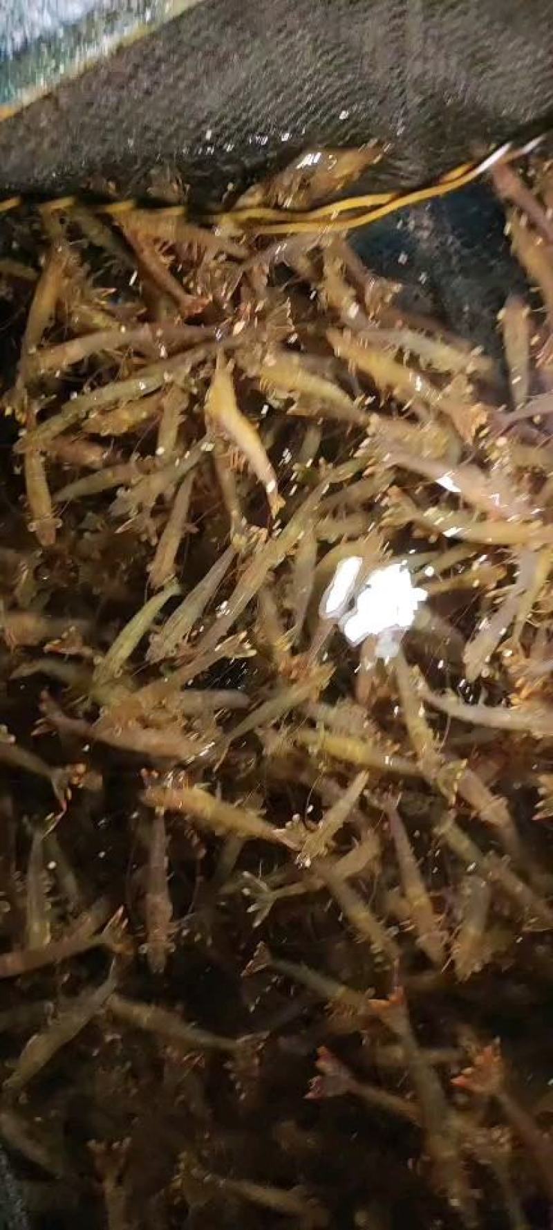 鲜小管，鱿鱼，大虾，枪鱼，午鱼，马胶鱼，石九公…