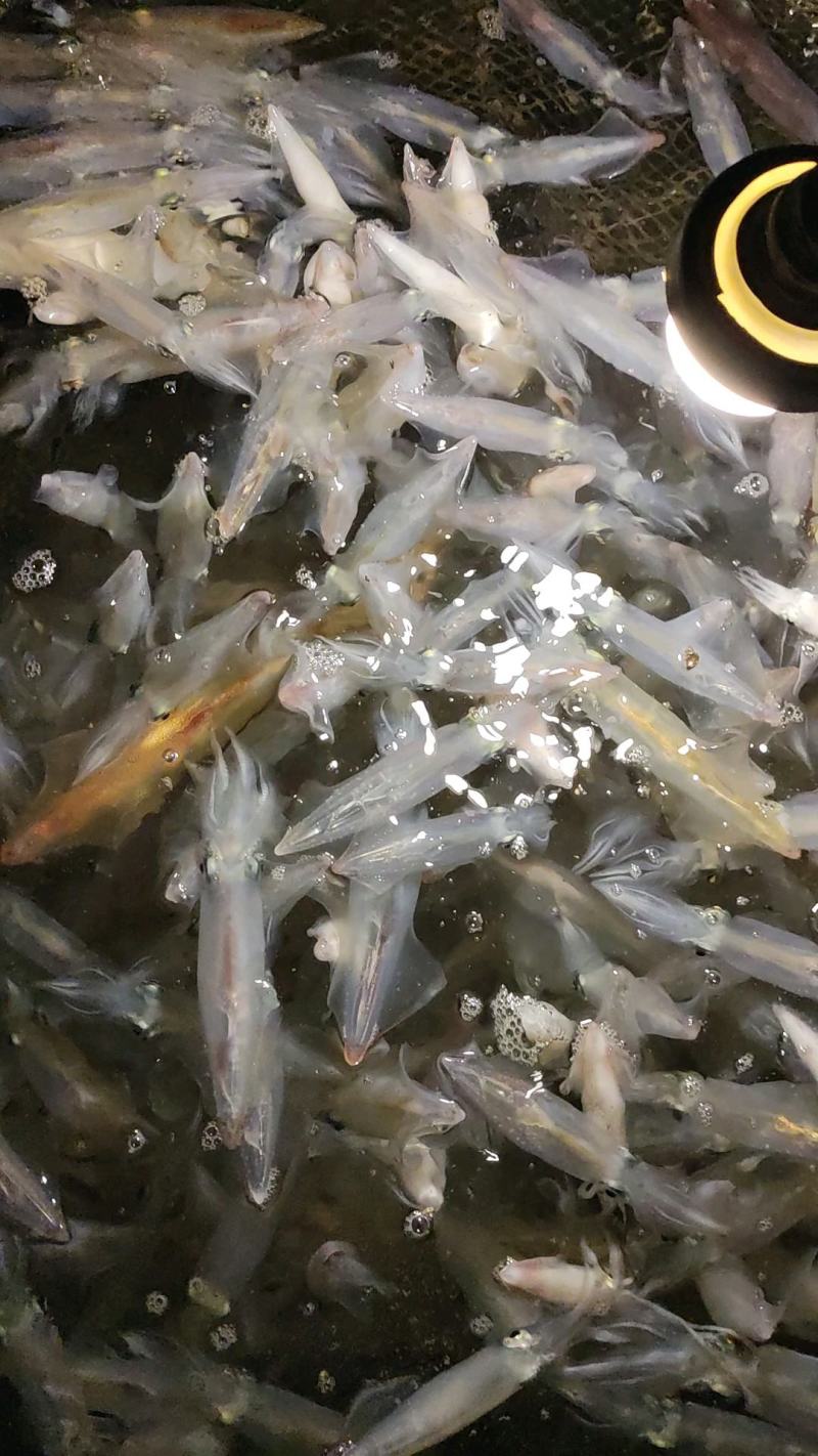 鲜小管，鱿鱼，大虾，枪鱼，午鱼，马胶鱼，石九公…