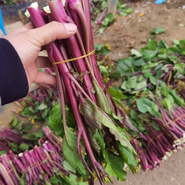 贵州本地红菜苔