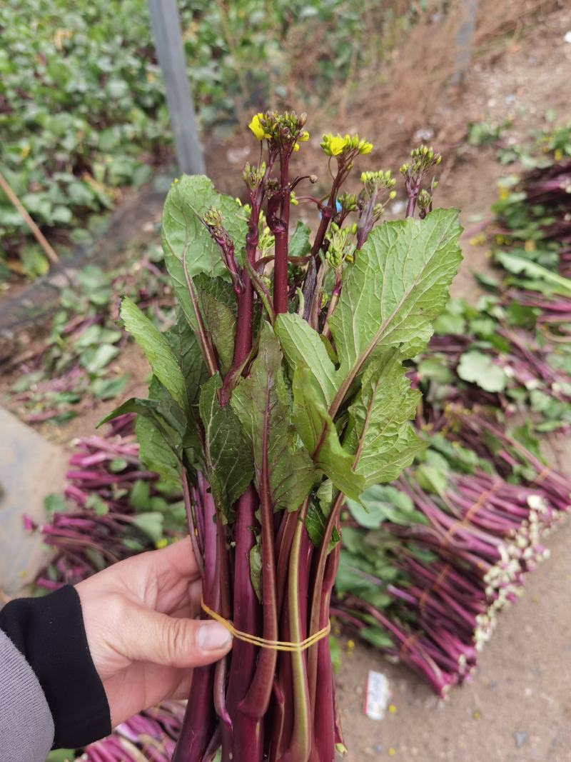 贵州本地红菜苔