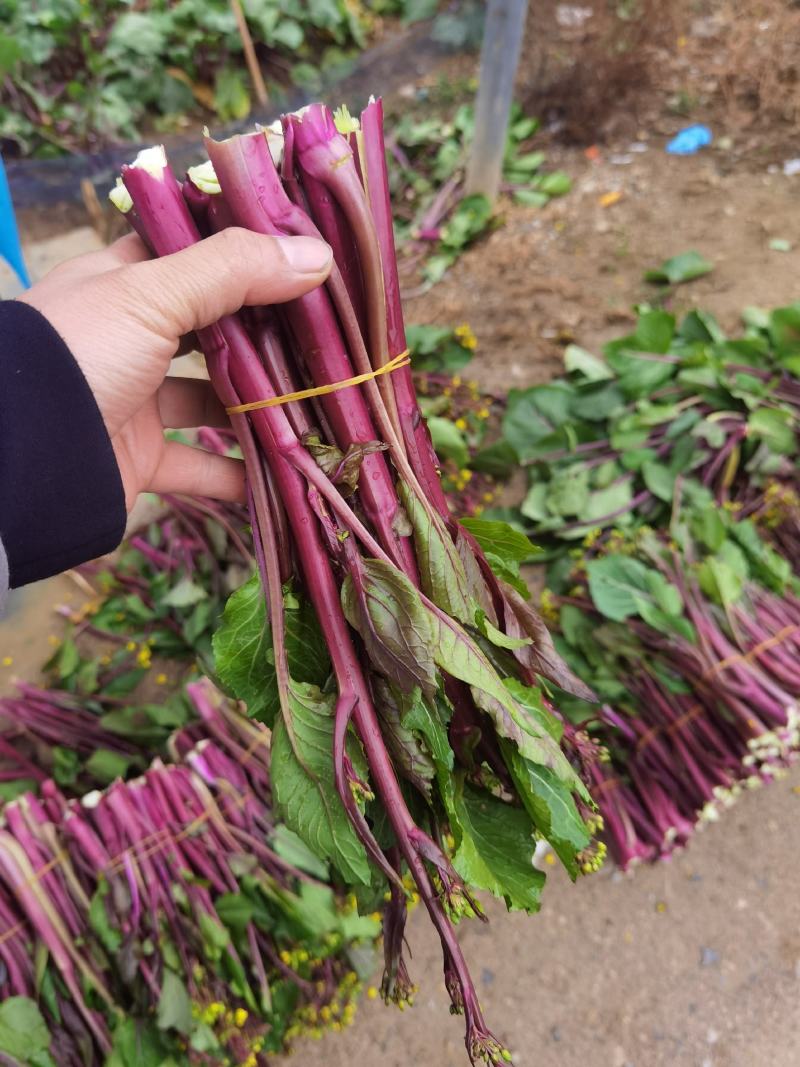 贵州本地红菜苔
