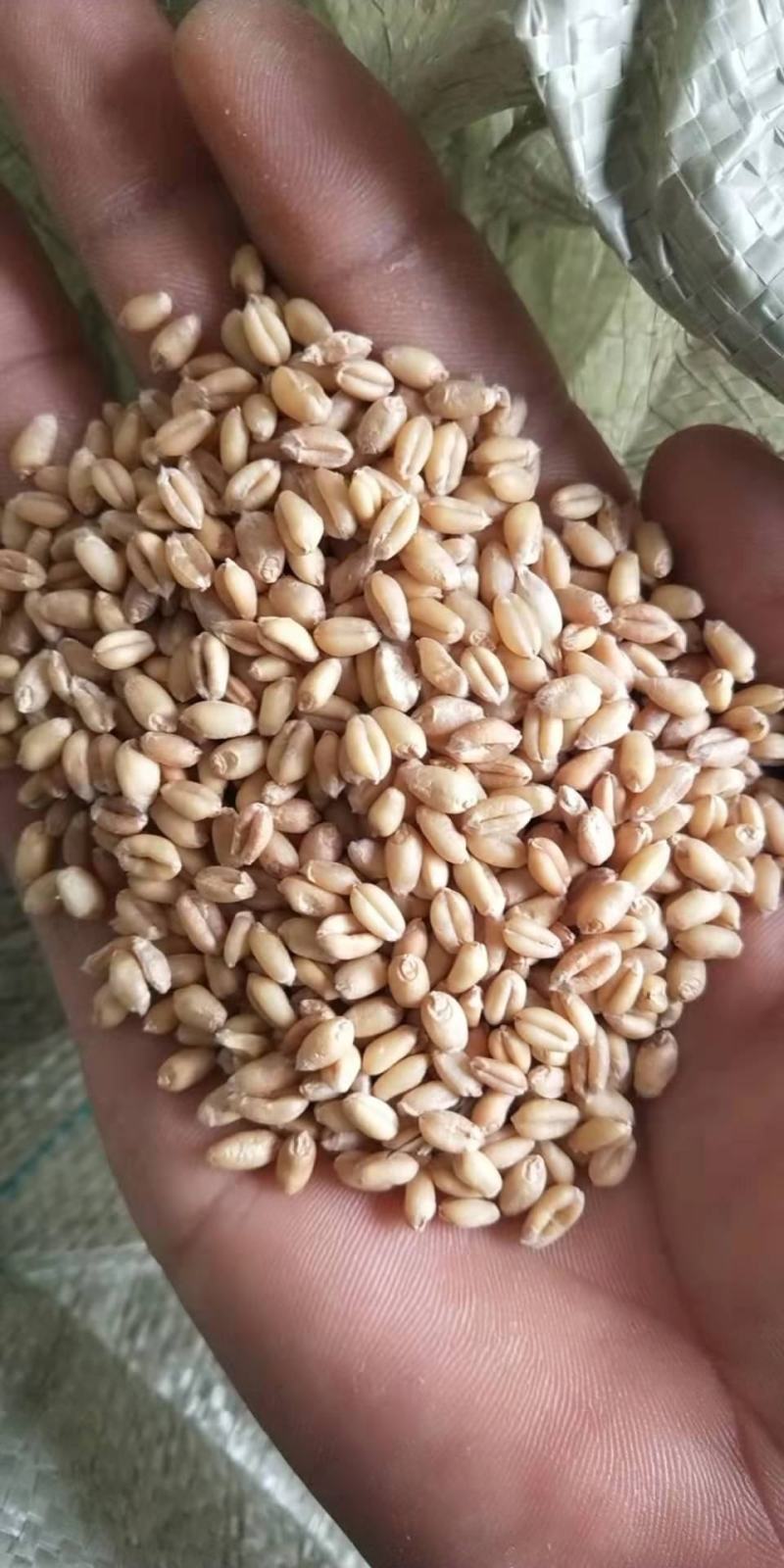 玉米，小麦，黄豆，白红小豆等杂粮