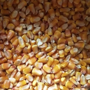 玉米，小麦，黄豆，白红小豆等杂粮