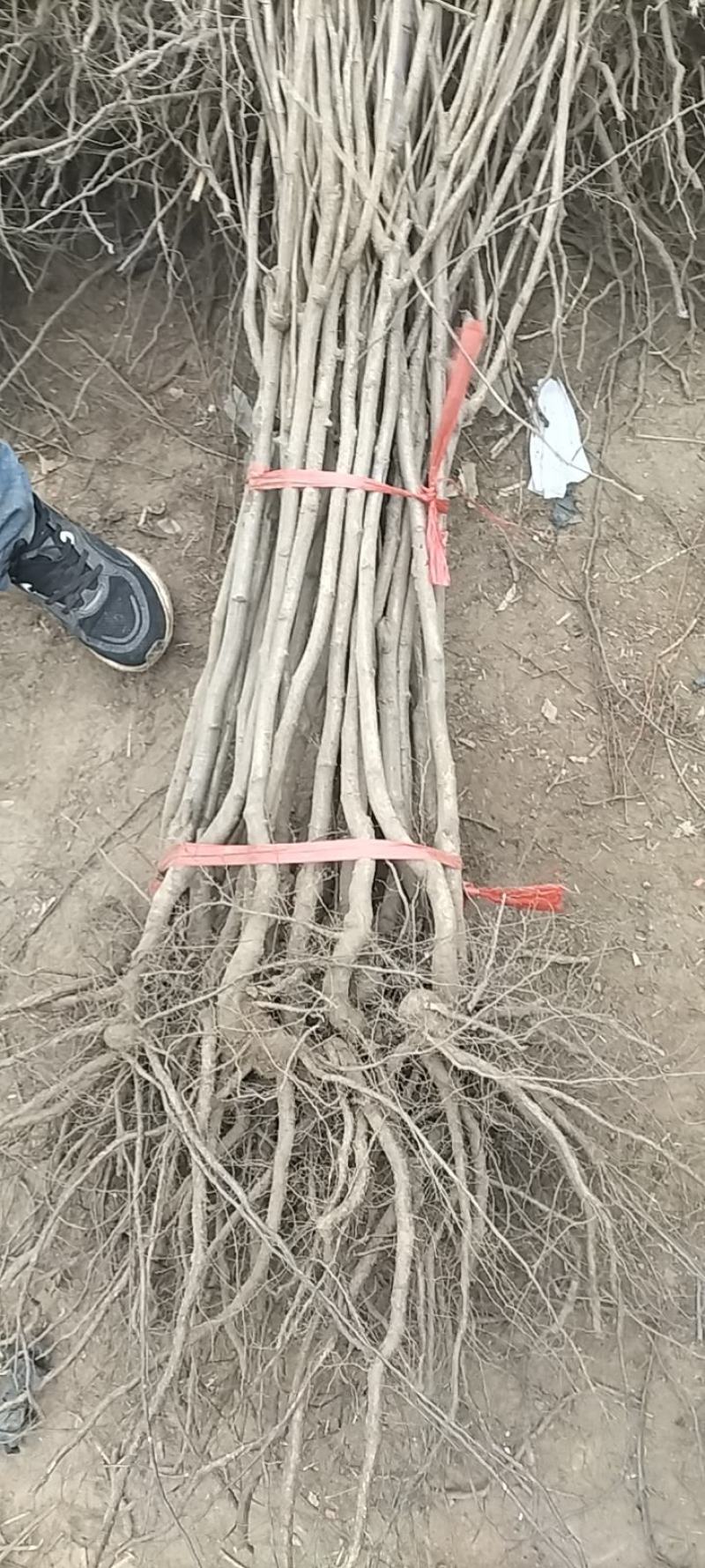 黄山楂苗，大金星山楂苗，一年苗，嫁接的，回收山楂。