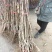 黄山楂苗，大金星山楂苗，一年苗，嫁接的，回收山楂。