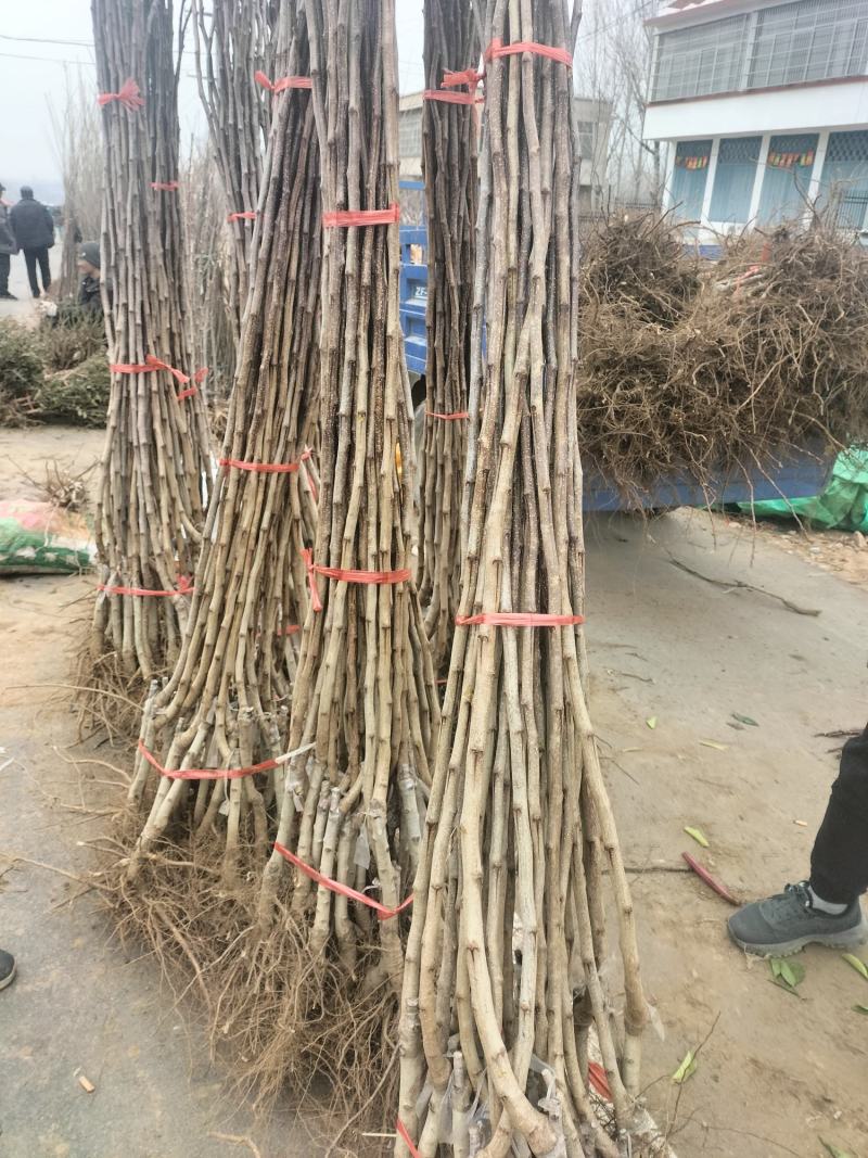 黄山楂苗，大金星山楂苗，一年苗，嫁接的，回收山楂。