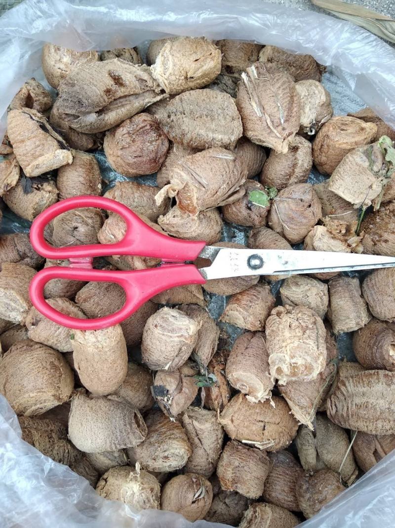 贵州铜仁生晒及蒸熟桑螵蛸干品去杂质产地直发一手货源