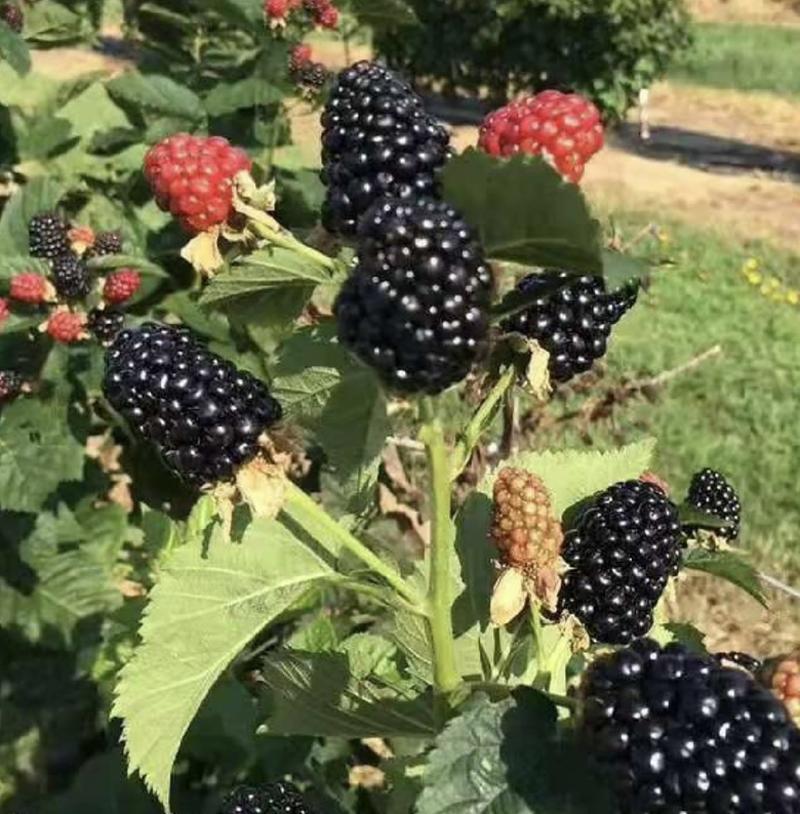 黑莓苗双季黑莓美国特大果黑莓苗组培脱毒苗南北方种植