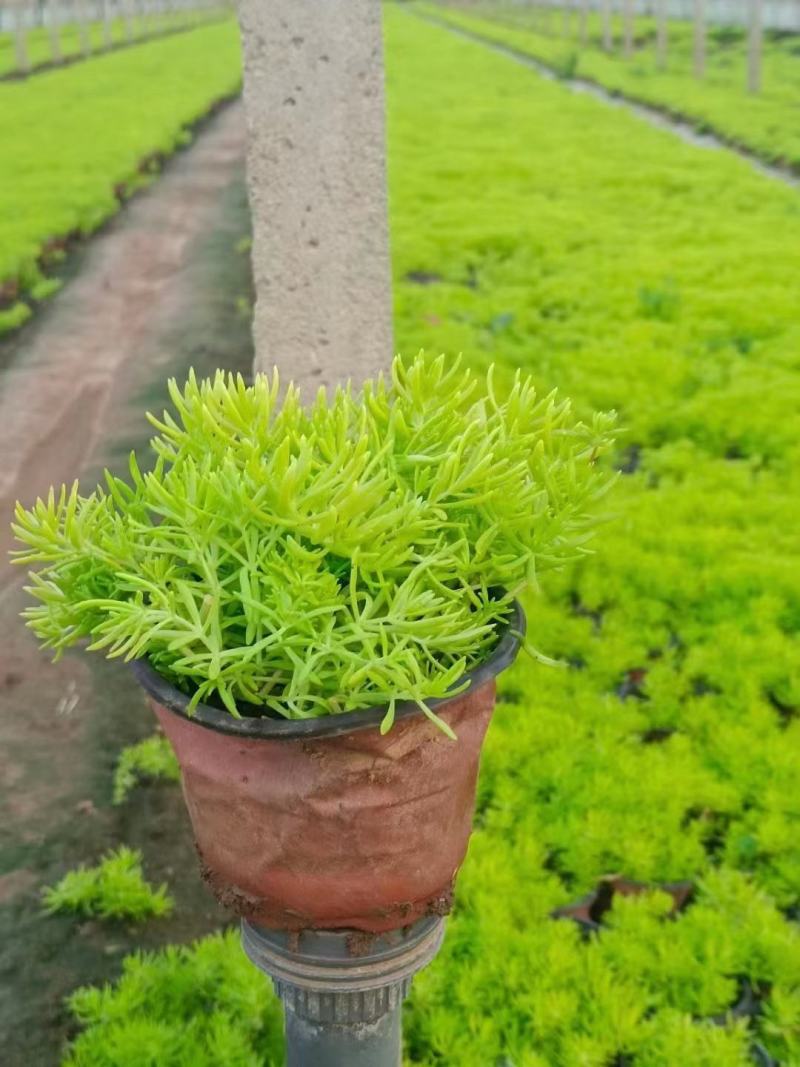 黄金条金叶佛甲草绿化专用小杯双色杯欢迎前来选购