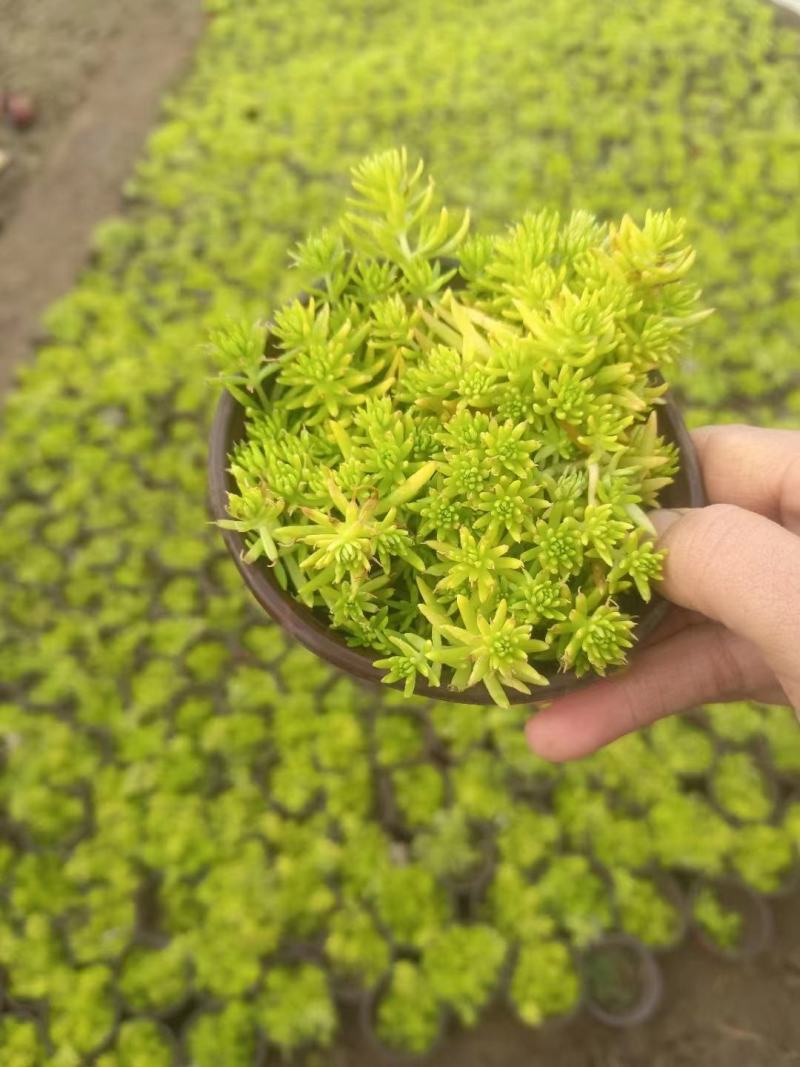 黄金条金叶佛甲草绿化专用小杯双色杯欢迎前来选购
