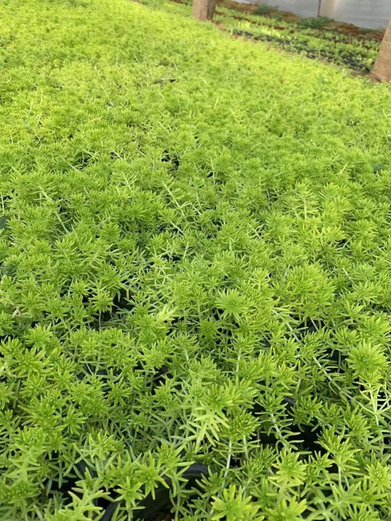 黄金条金叶佛甲草绿化专用小杯双色杯欢迎前来选购
