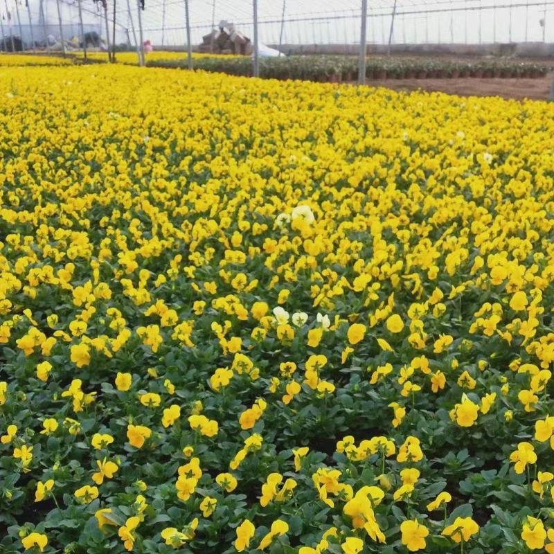 大量供应三色堇各种颜色任意挑选产地直发保质保量