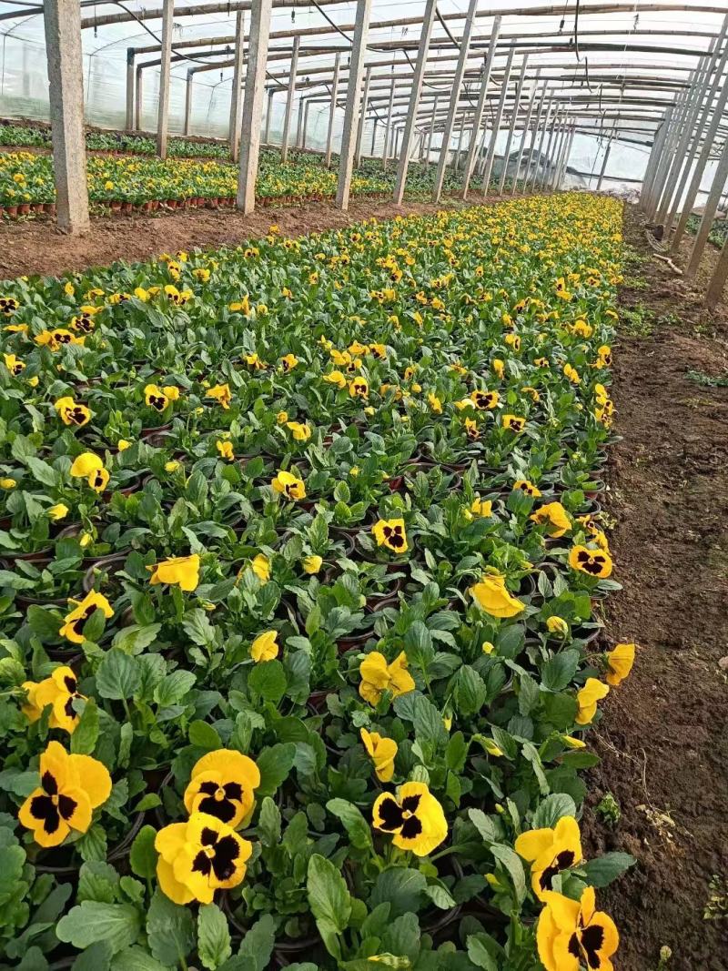 大量供应三色堇各种颜色任意挑选产地直发保质保量