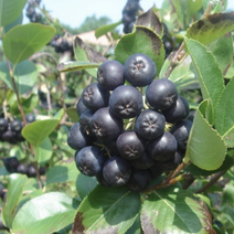 不老莓苗黑果腺肋花楸苗包纯当年挂果适合南北方种植