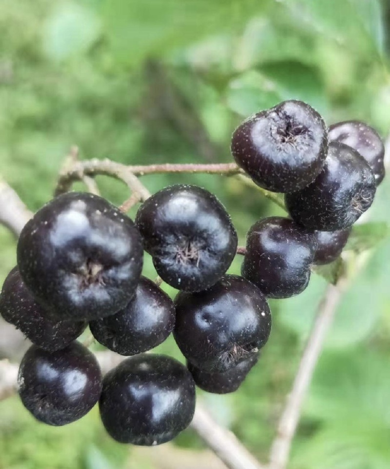 不老莓苗黑果腺肋花楸苗包纯当年挂果适合南北方种植