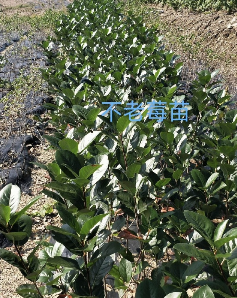 不老莓苗黑果腺肋花楸苗包纯当年挂果适合南北方种植