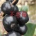 不老莓苗黑果腺肋花楸苗包纯当年挂果适合南北方种植