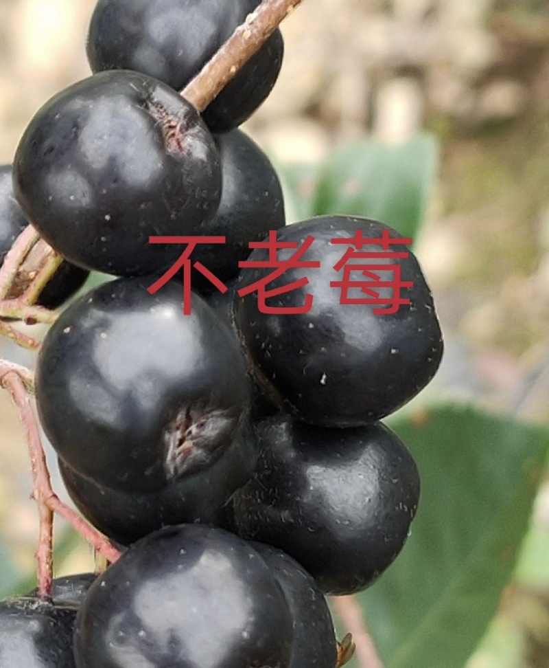 不老莓苗黑果腺肋花楸苗包纯当年挂果适合南北方种植