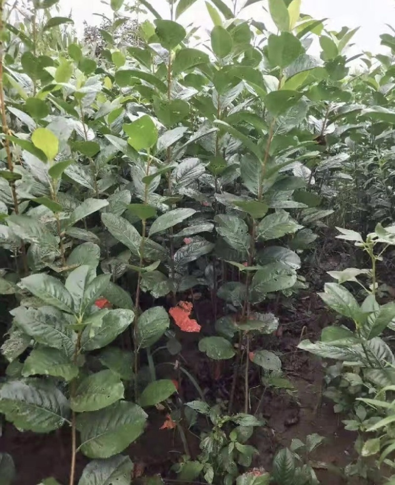 不老莓苗黑果腺肋花楸苗包纯当年挂果适合南北方种植