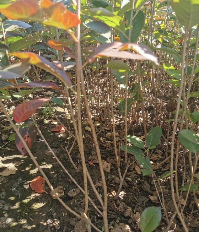 不老莓苗黑果腺肋花楸苗包纯当年挂果适合南北方种植