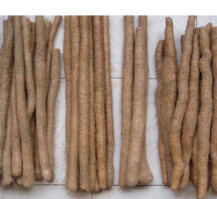 一张高清俯拍图,展示新鲜猪棒骨整齐摆放在木质砧板上,旁边是去皮前后对比的棒山药两段,生姜切片、葱段、枸杞散落周围,背景为厨房操作台,光线柔和自然 精选食材组合