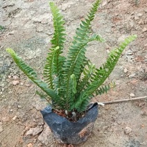 肾蕨