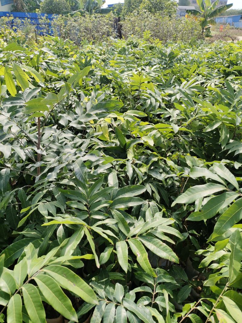 果苗