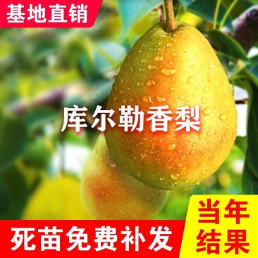 嫁接梨树苗新疆香梨树苗库尔勒香梨树苗库尔勒香梨苗南北方种