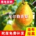 嫁接梨树苗新疆香梨树苗库尔勒香梨树苗库尔勒香梨苗南北方种