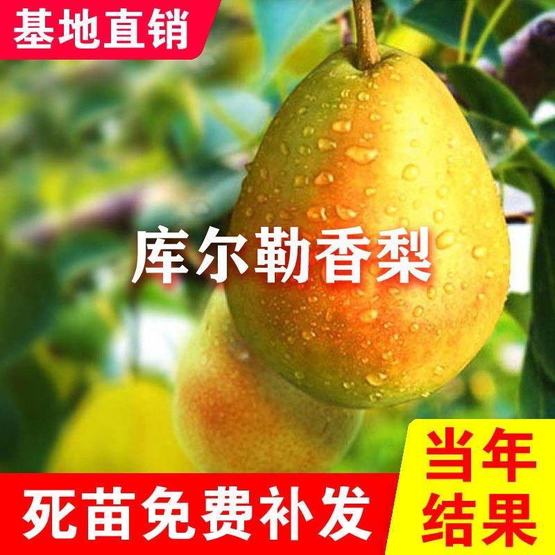 嫁接梨树苗新疆香梨树苗库尔勒香梨树苗库尔勒香梨苗南北方种
