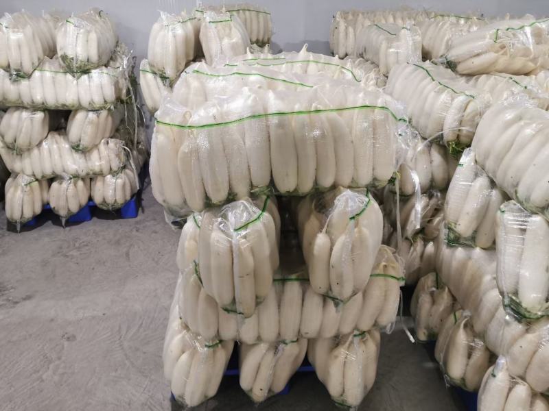 白萝卜大量供应市场电商加工厂水洗加工打包一条龙