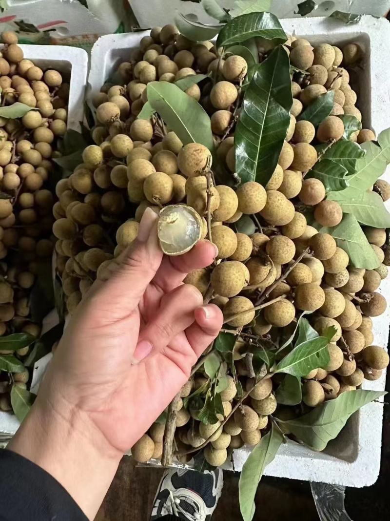海南龙眼，新鲜龙眼，批发一件代发欢迎咨询下单