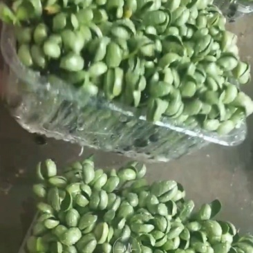 黑豆苗