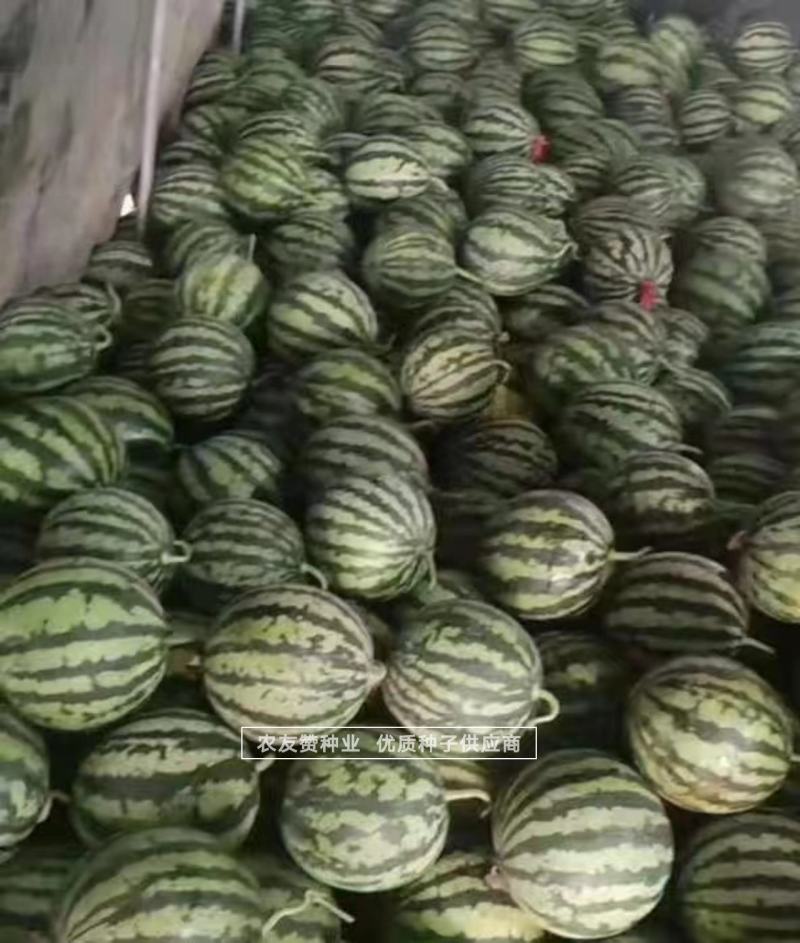大齐1000美都西瓜种子纯正美都西瓜品种基地专用品质佳