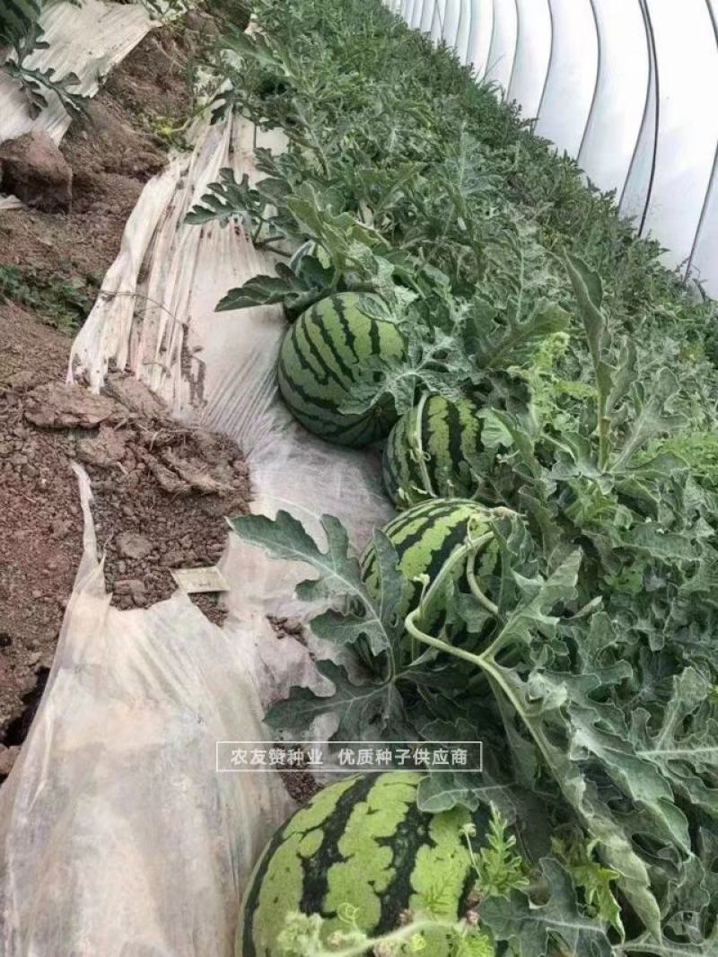 大齐1000美都西瓜种子纯正美都西瓜品种基地专用品质佳
